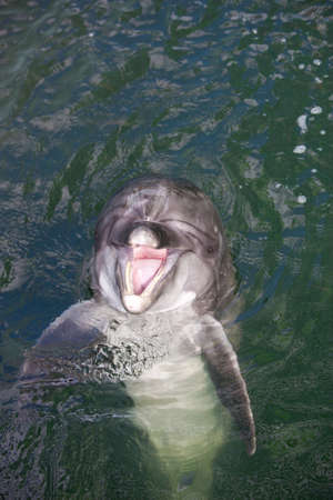 Dolphin in the waterの写真素材