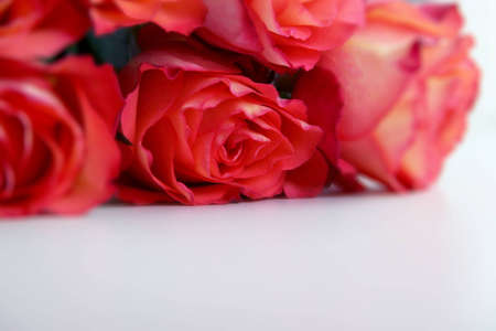 Rosesの写真素材