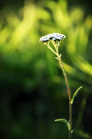 Wild Flowerの写真素材