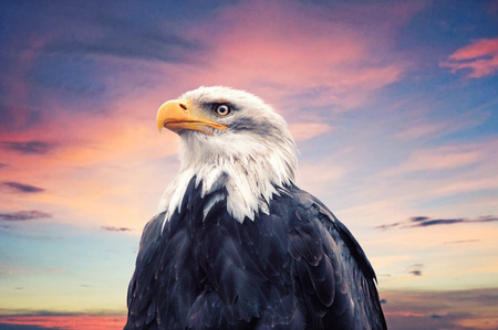  Bald Eagle                       の写真素材