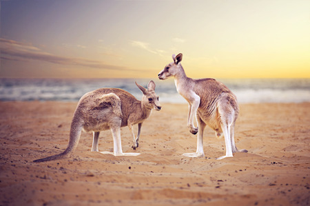 Kangaroos at the beachの写真素材