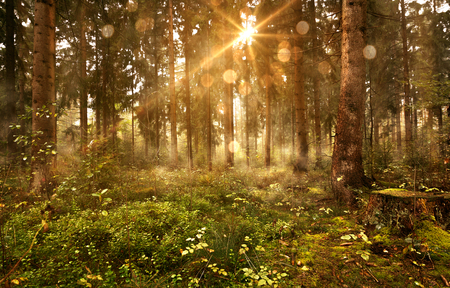 Sun shines into Forestの写真素材