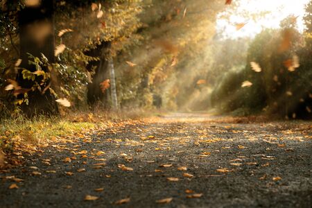Autumn Pathの写真素材