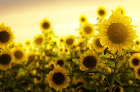 Sunflower field in the sunset (3D Rendering)の写真素材