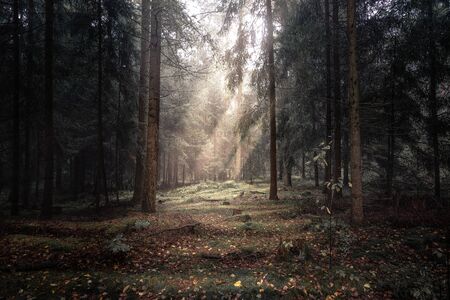 Mystic clearing in the woodsの写真素材
