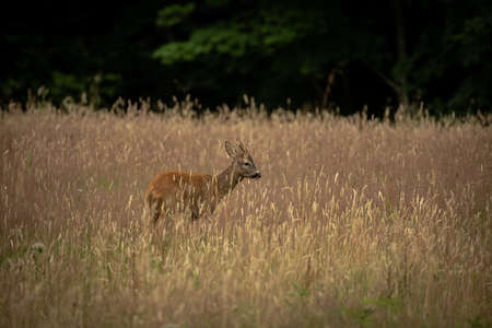 Roe deer in a field