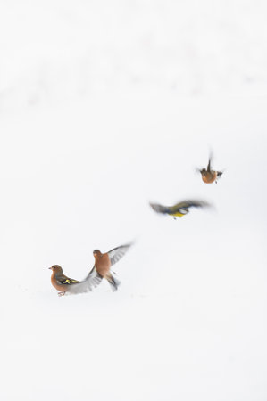 Birds in the snowの写真素材