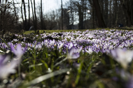 A field of crocusの写真素材