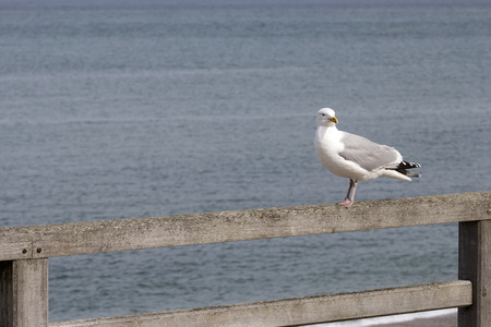 A seagull resting on a fence in front of the oceanの写真素材