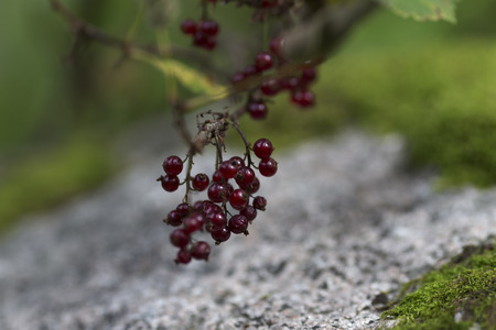 A group of wild berrys in front of a stone