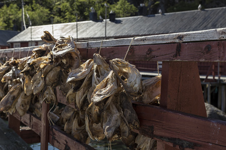 A collection of fish heads haning on a fenceの写真素材