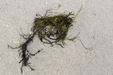 Colored seaweed ans some shells on laying in the sand on a beachの写真素材