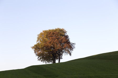 An colorful autumn tree on hill with a light blue canvas from the skyの写真素材