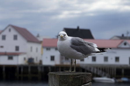 A seagull on a pole in front of some buildings in Lofotenの写真素材