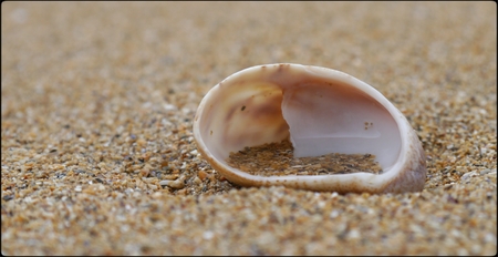An empty sea shell on a sand filled beachの写真素材