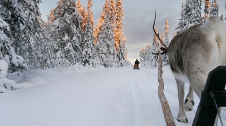 In a sledge on a winther path with reindeersの写真素材
