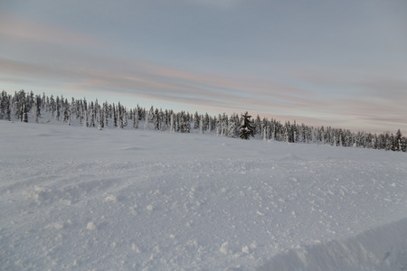 A winter scene with a forest in the backgroundの写真素材