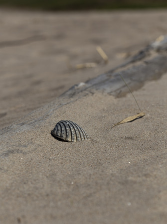 A Grey shell in the sand close to some driftwoodの写真素材