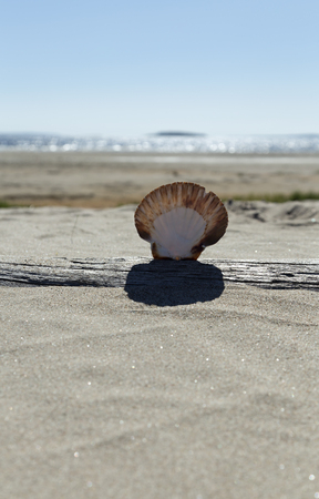 A shell in driftwood and the ocean in the background