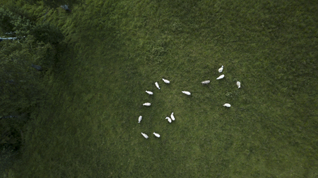 Sheeps eating in the fieldの写真素材