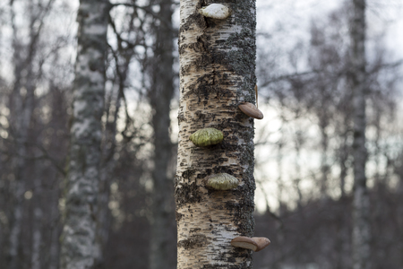 A group of colorful mushrooms on a birchの写真素材
