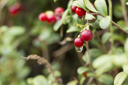 Lingberrys with a little water dropの写真素材
