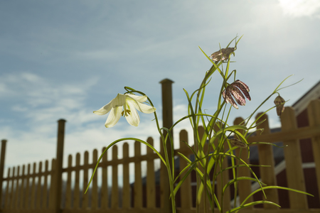 Flowers outside in the sunshine during a spring day with a fence in the backgroundの写真素材