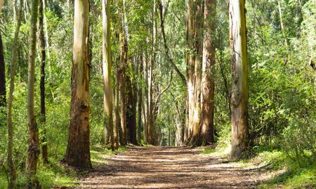 tree pathの写真素材