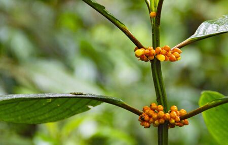 Semina tropical forest plantの写真素材