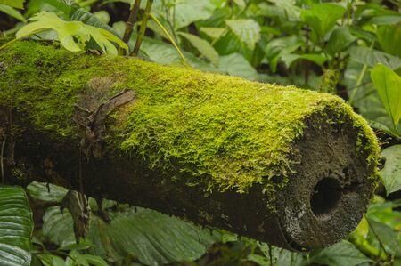 Moss on trunk