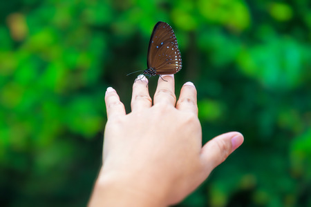 Touch access to nature, butterflies on the hand.の写真素材