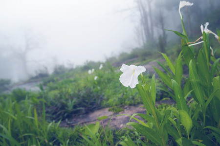 White wildflowers naturally in the rainy season, the National Park. Phu Hin Rong Kla Thailandの写真素材