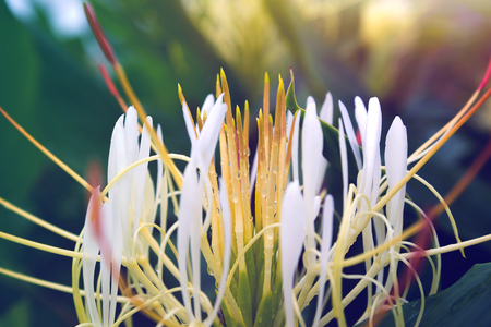 White wildflowers naturally in the rainy season, the National Park. Phu Hin Rong Kla Thailandの写真素材
