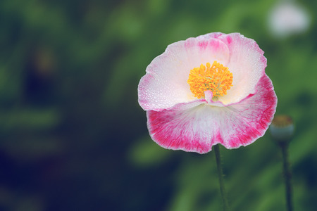 Opium Poppy pink background blurの写真素材