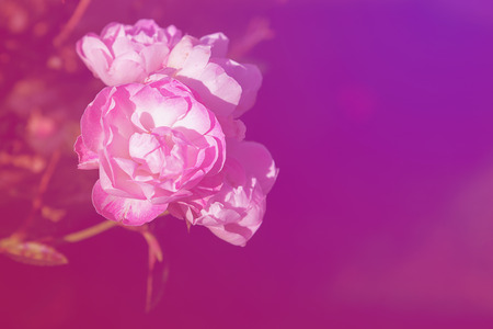 Pink roses on the purple background.