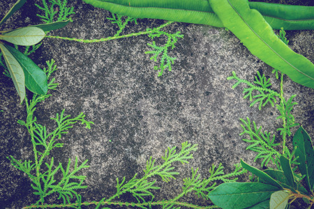 The background is a rock fern leaves arranged in a frame.