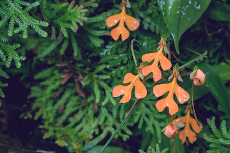 habenaria rhodocheila orange blossoms filled the background blurred.