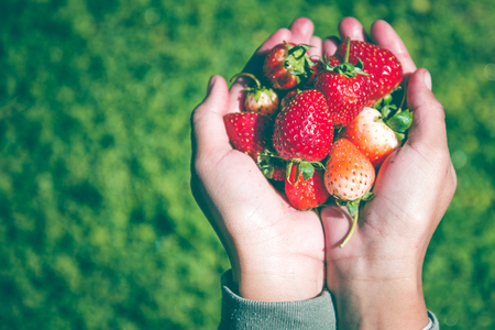 Fresh strawberries closeup. holding strawberry in handsの写真素材