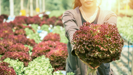 Woman hand catches salad. lettuce garden. Fresh from the garden. Red Lettuce Isolatedの写真素材