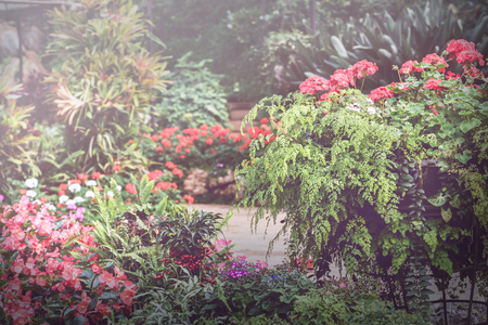Background natural landscape parks.flower garden. Thailand chiangmai doi-angkhangの写真素材