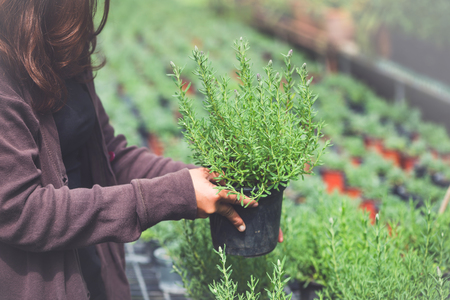 Greenhouse flower seedlings. The young woman's hand holding a flower pot.の写真素材