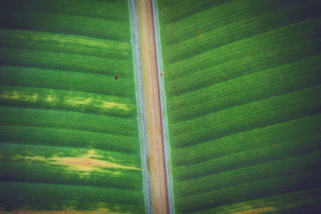 Natural background Banana leaf greenの写真素材