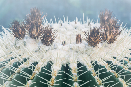 background nature. Natural background Cactus succulent plant.の写真素材
