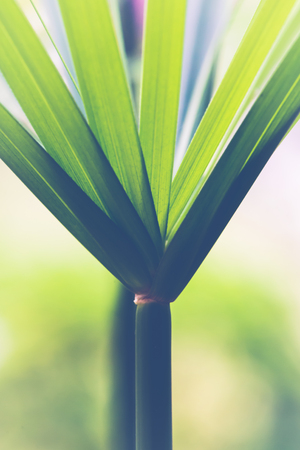 Natural background green leaves. sunlight leaf.Cyperaceaeの写真素材