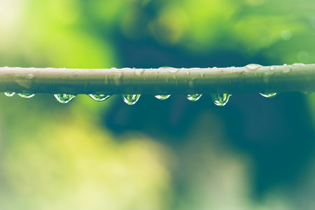 Natural background water droplets on leaves. Papaya on the stalkの写真素材