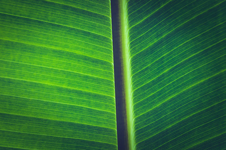 Natural background Banana leaf greenの写真素材