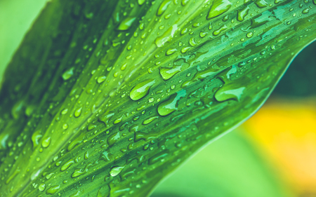 Natural background water droplets on leaves. Curcuma zanthorrhizaの写真素材
