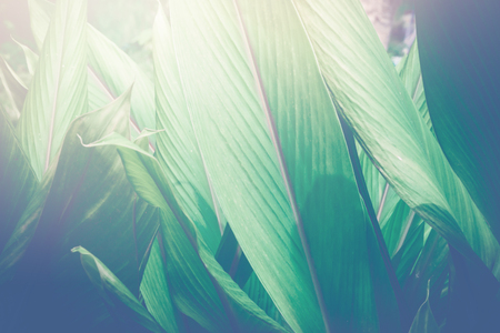 Natural background green leaves. sunlight leaf.Curcuma zanthorrhizaの写真素材