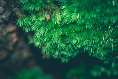 Natural background Moss green Blurred Backgroundの写真素材