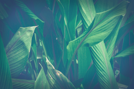 Natural background green leaves. sunlight leaf.Curcuma zanthorrhizaの写真素材